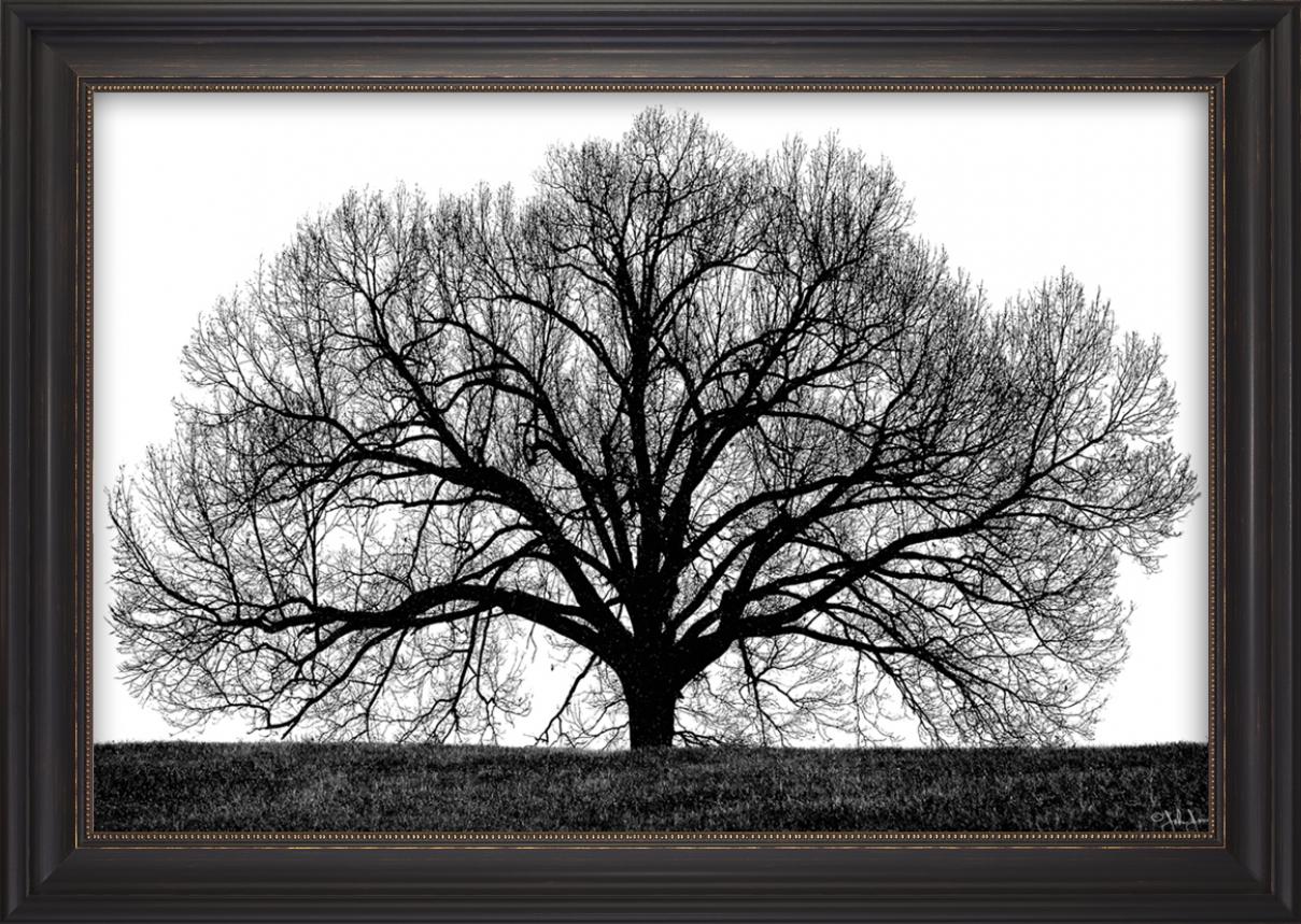 The Tree Black & White Silhouette Art – Antique Black Framed Wall Print