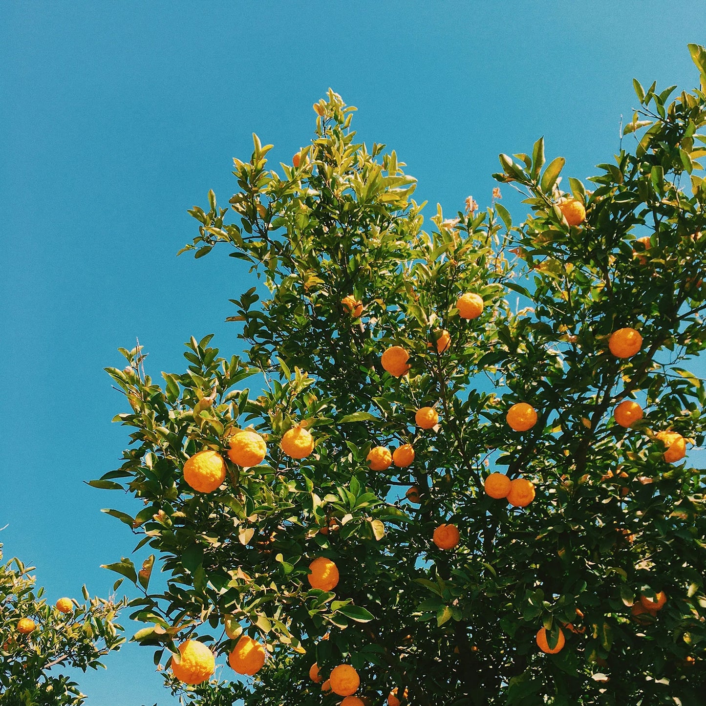 Honeyed Apricot Sweet Citrus Jar Candle