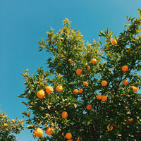 Honeyed Apricot Sweet Citrus Jar Candle