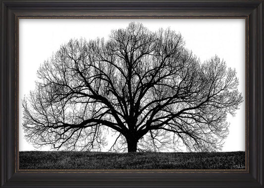 The Tree Black & White Silhouette Art – Antique Black Framed Wall Print