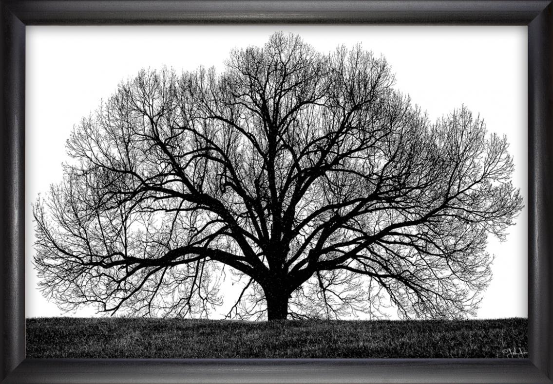 The Tree - Black & White Tree Wall Art