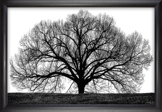 The Tree - Black & White Tree Wall Art