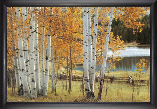 Birch Beauty - 24x36 - Simple Black Frame