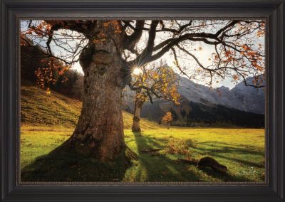 The Star - Autumn Tree Landscape Art