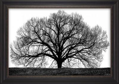 The Tree Black & White Silhouette Art – Antique Black Framed Wall Print