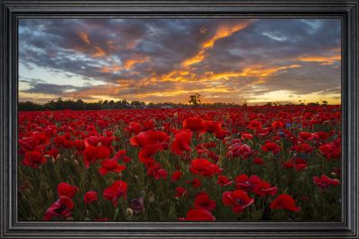 Poppy Delight - 24x36 - Colonial Black Frame