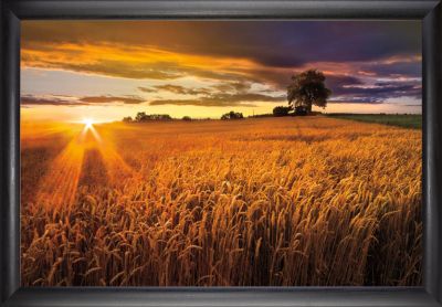 Sunlight on the Wheat Fields Wall Art – Framed Harvest Print