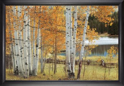 Birch Beauty - 24x36 - Simple Black Frame